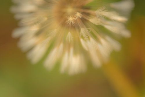 Detail paardenbloem