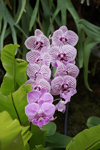 Striped Moth Orchid (Phalaenopsis Hybrid)