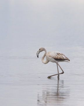 Nederlandse flamingo's. van Ronald Harmsen