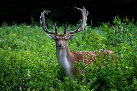 Fallow deer in the forest by Martin Wasilewski