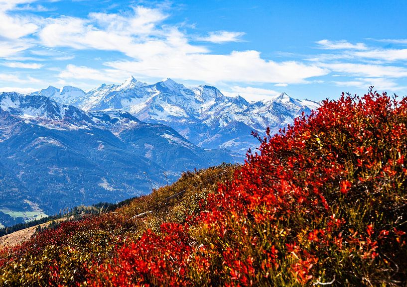 Red bilberry leaves against the backdrop of the Glockner group by Christa Kramer