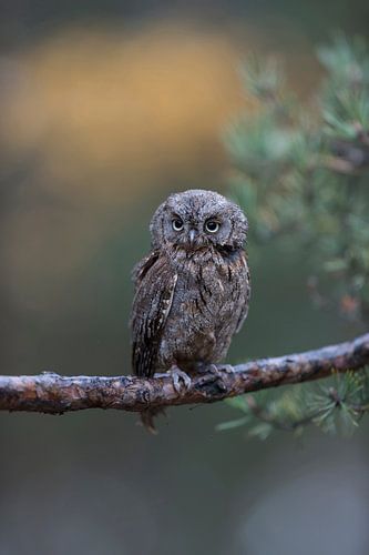 Zwergohreule ( Otus scops ) sitzt auf dem Ast einer Kiefer und schaut sich mit großen Augen um, sehr