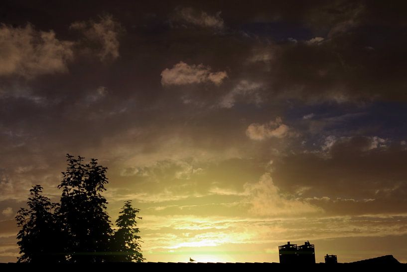 Sonnenvogel von Tom van Reeven