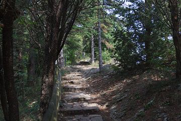 Forêt de Saint-Marin sur de-nue-pic
