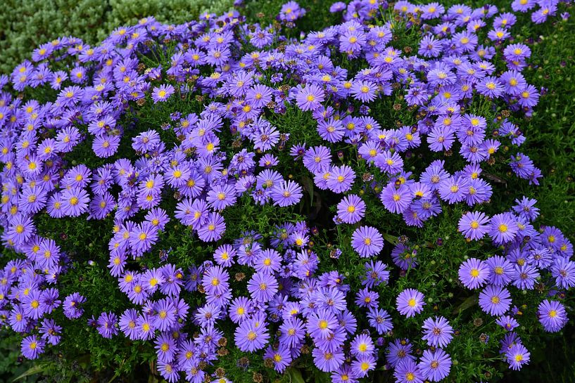 Blumenmeer von Matthias Spartz