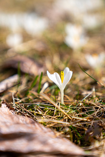 Krokus & heide in de bergen