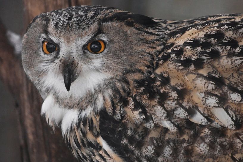 Muzzle of an eagle owl close-up, directed straight (full face), big orange eyes, ears, lush feathers by Michael Semenov