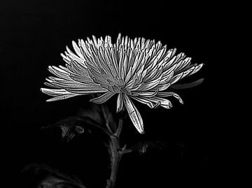 Chrysant in zwart wit.