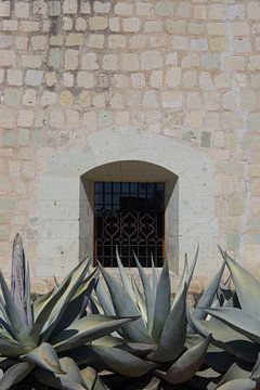 Botanisch agave | brick muur met raam | Oaxaca | Mexico | Reisfotografie van Kimberley Helmendag