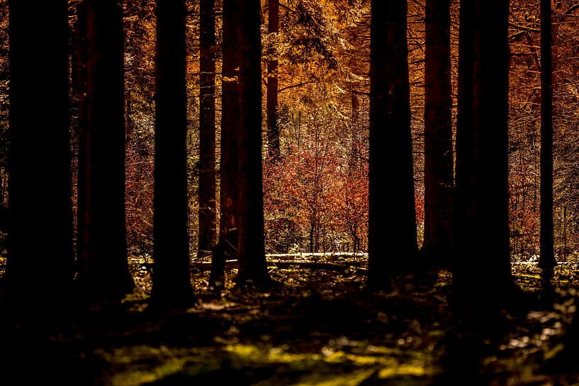 Forest by Hans de Cortie