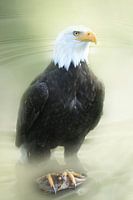 Weisskopfseeadler