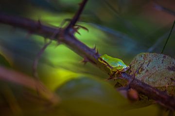 Tree frog in the blackberry bush by Patricia Rennenberg