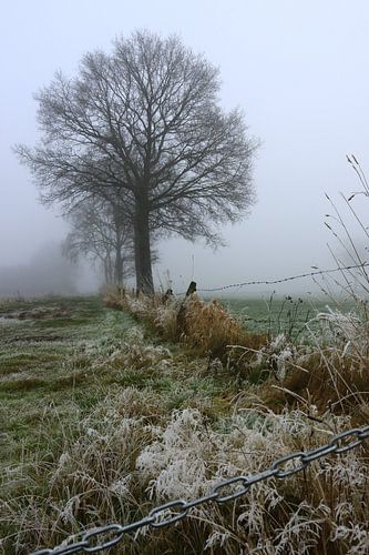 Mist