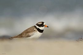 Spotted Plover by Ruben Evers