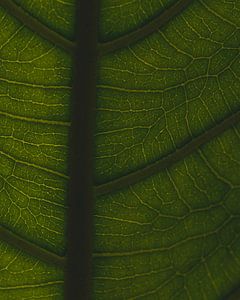 Groene nerven #2
