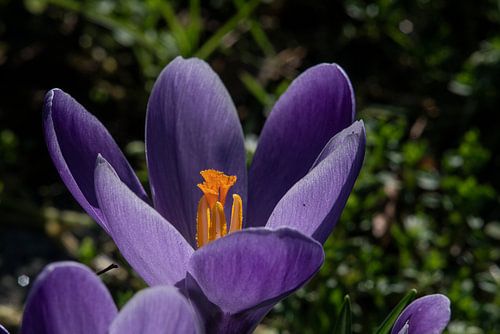 Crocuses