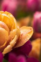 Pink tulips with raindrops