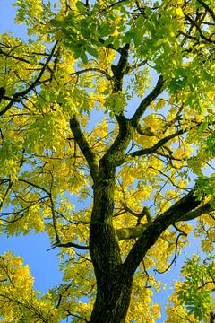 Takken met geel en goudkleurige bladeren van een Gouden Es in de herfst