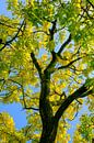Takken met geel en goudkleurige bladeren van een Gouden Es in de herfst van Sjoerd van der Wal thumbnail