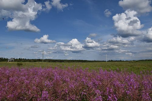 Ein blühendes Feld im Sommer