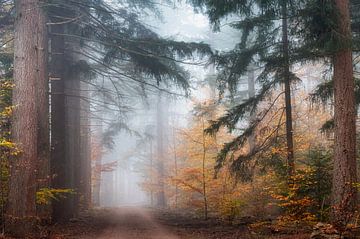 misty forest by Danielle de Graaf