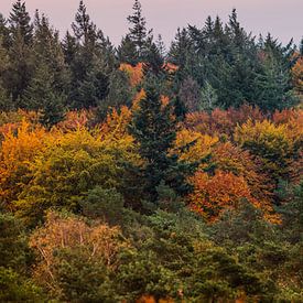 Herbstfarben Panorama von Renzo van den Akker