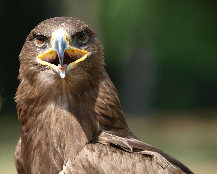 Adler par Roland Klinge