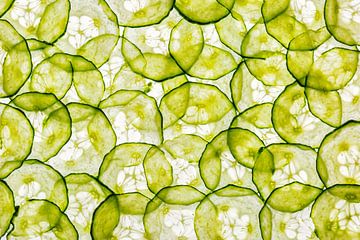 Schijfjes van komkommer op een witte achtergrond van Carola Schellekens