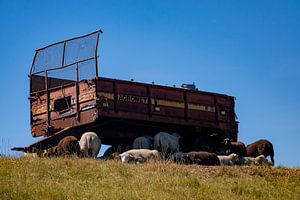 Schapen onder een oude tractor-trailer