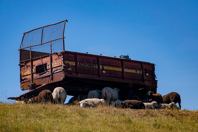 Schafe unter einem alten Traktoranhänger von Kristof Leffelaer