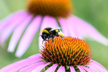 Wanddecoratie van een Hommel op een Paarse Bloem van Kristof Leffelaer