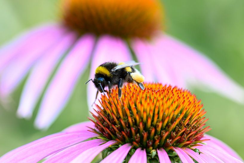 Wall decoration of a Bumblebee on a Purple Flower by Kristof Leffelaer