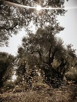 Alter Olivenhain in der Sonne