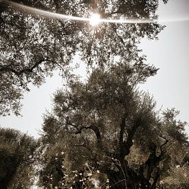 Alter Olivenhain in der Sonne von Susanne Pieren-Canisius