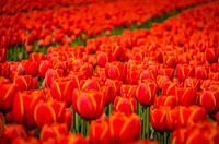 Rode tulpen