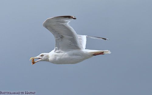 Meeuw von Hanney Bruijn Fotografie