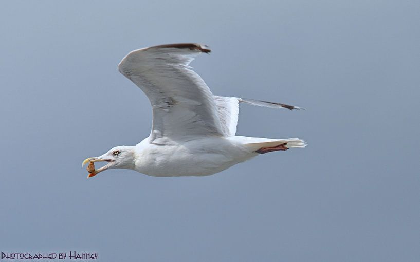 Meeuw by Hanney Bruijn Fotografie