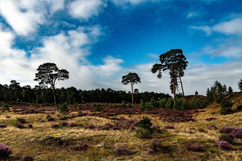 Dutch landscape by Michael van Eijk