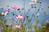 Veld met bloemen