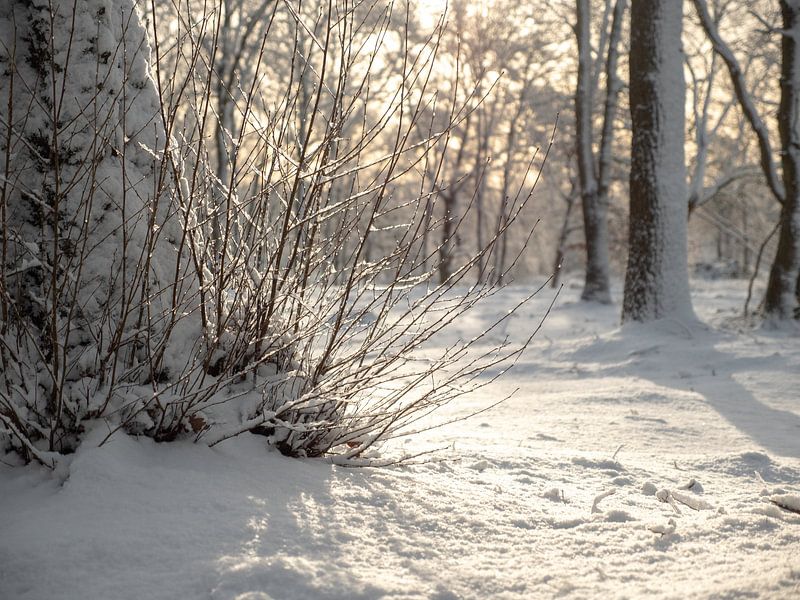 Enchanting Winter Landscape: Snow, Ice and Picturesque Trees by Robin Jongerden