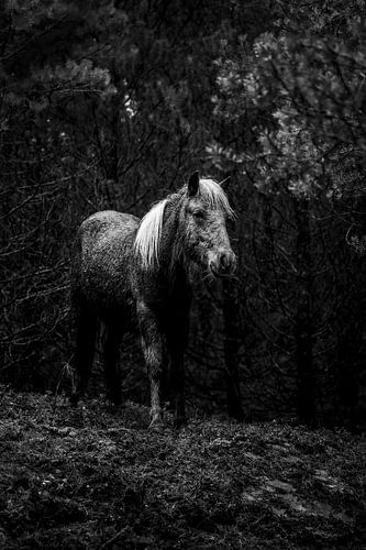 Paard in de Schemer van het Woud in Zwart-Wit