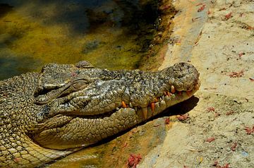 Alligator in de Everglades van Karel Frielink
