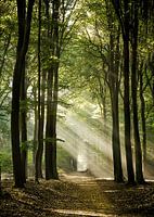 Het pad in het Speulderbos
