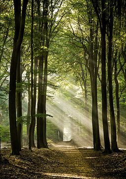 Het pad in het Speulderbos van Jos Erkamp