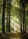 Het pad in het Speulderbos van Jos Erkamp thumbnail