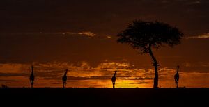 Girafes au lever du soleil