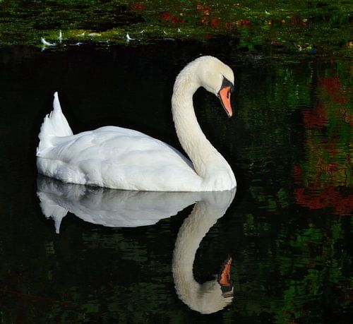 Spiegel Zwaan