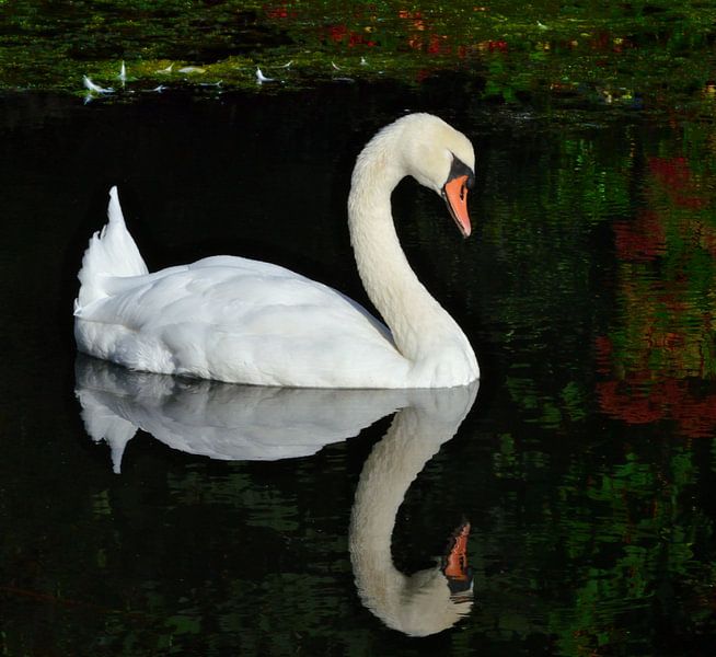 Spiegelschwan von LucFineArt