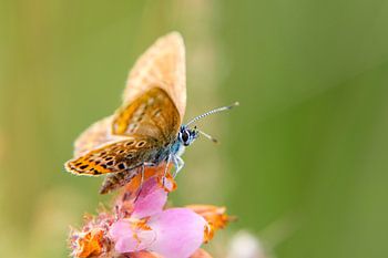 Colourful Heath Blue