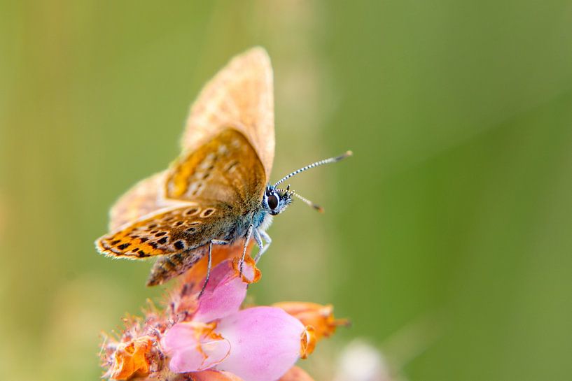 Colourful Heath Blue by Rob Oude Lashof